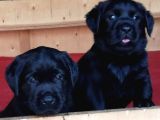Labrador Retriever Yavrulari Istanbul
