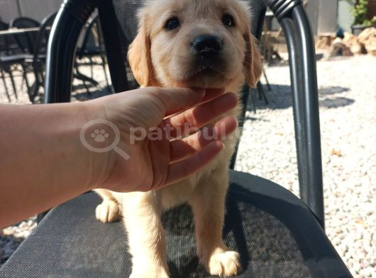 Baby Face Golden Yavrularimiz görsel