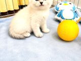 Saf Irk British Shorthair İzmir