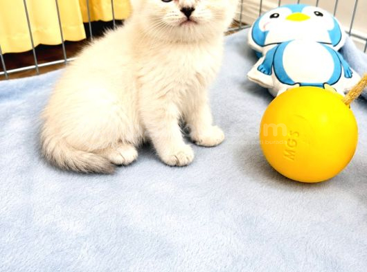 Saf Irk British Shorthair İzmir görsel
