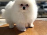 Yasal Ruhsatlı Çiftlikden Ziyarete Açık Pomeranian Yavrular