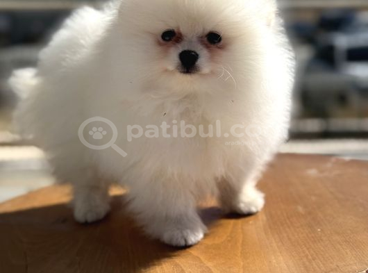 Yasal Ruhsatlı Çiftlikden Ziyarete Açık Pomeranian Yavrular görsel