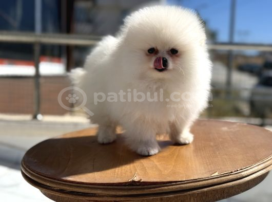 Yasal Ruhsatlı Çiftlikden Ziyarete Açık Pomeranian Yavrular görsel