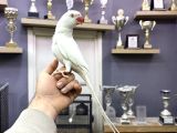 EVCİL EĞİTİMLİ BEYAZ MUTASYON PAKİSTAN PAPAĞANI