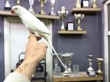 Evci̇l Eği̇ti̇mli̇ Beyaz Mutasyon Paki̇stan Papağani