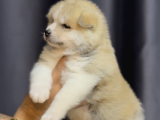 Safkan Akita yavrular