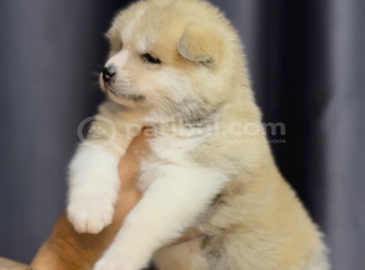 Safkan Akita Yavrular