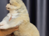 Safkan Akita Yavrular
