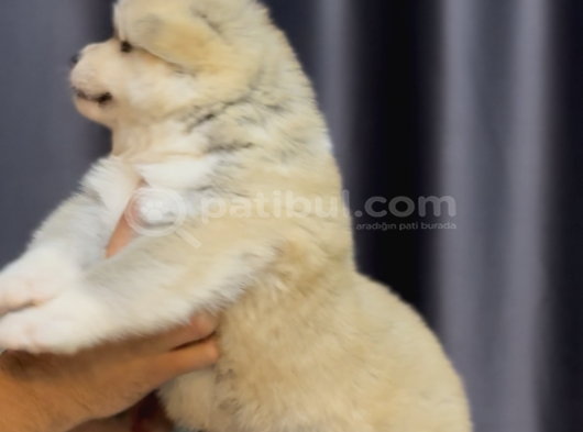 Safkan Akita Yavrular görsel