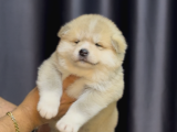 Safkan Akita Yavrular
