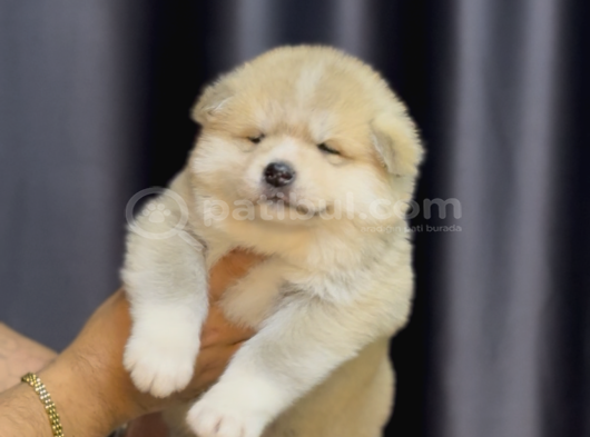 Safkan Akita Yavrular görsel