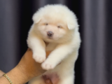Safkan Akita Yavrular