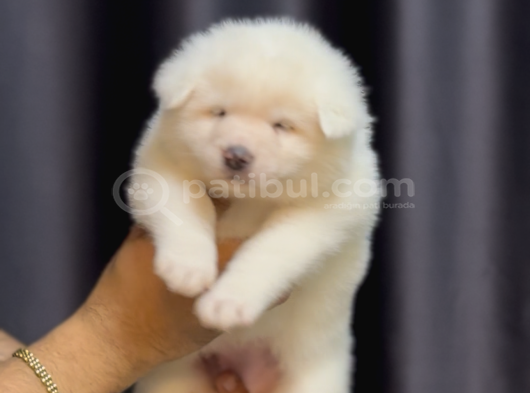 Safkan Akita Yavrular görsel