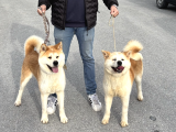 Safkan Akita Yavrular