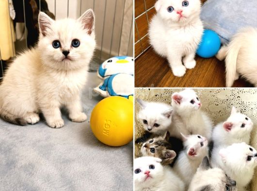 Saf Irk British Shorthair İzmir görsel