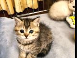 Saf Irk British Shorthair İzmir