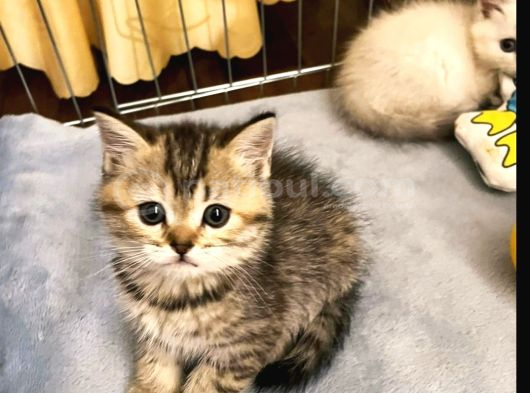 Saf Irk British Shorthair İzmir