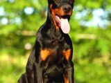 Safkan Eğitimli Doberman Yavrular