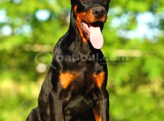 Safkan Eğitimli Doberman Yavrular görsel