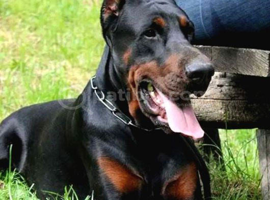Safkan Eğitimli Doberman Yavrular görsel