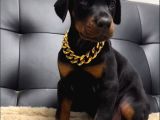 Safkan Eğitimli Doberman Yavrular