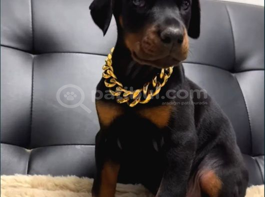 Safkan Eğitimli Doberman Yavrular görsel