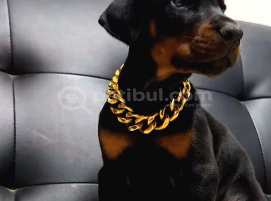 Safkan Eğitimli Doberman Yavrular