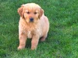 Baby Face Golden Yavrularimiz