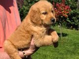 Baby Face Golden Yavrularimiz