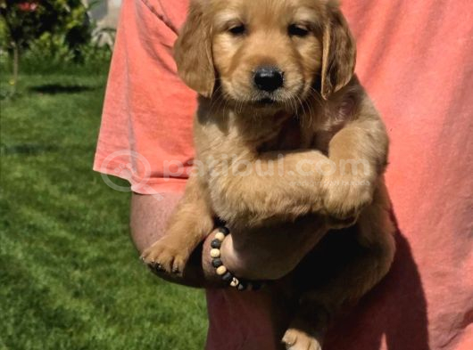 Baby face golden yavrularimiz