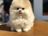 Yasal Ruhsatlı Çiftlikden Ziyarete Açık Pomeranian Yavrular