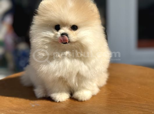 Yasal Ruhsatlı Çiftlikden Ziyarete Açık Pomeranian Yavrular görsel