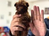 Türkiyenin en Nadir Tiny kore poodle yavruları ziyarete açık