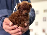 Türkiyenin En Nadir Tiny Kore Poodle Yavruları Ziyarete Açık