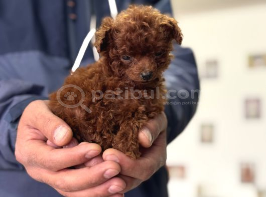 Türkiyenin En Nadir Tiny Kore Poodle Yavruları Ziyarete Açık görsel