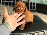 Türkiyenin En Nadir Tiny Kore Poodle Yavruları Ziyarete Açık