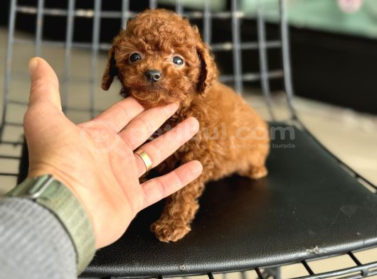 Türkiyenin En Nadir Tiny Kore Poodle Yavruları Ziyarete Açık görsel