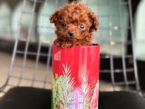 Türkiyenin En Nadir Tiny Kore Poodle Yavruları Ziyarete Açık