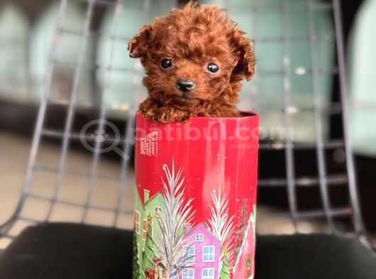 Türkiyenin En Nadir Tiny Kore Poodle Yavruları Ziyarete Açık görsel