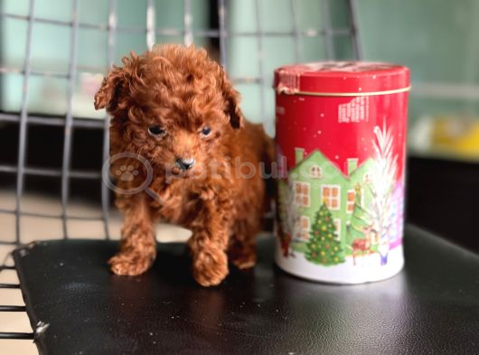 Türkiyenin En Nadir Tiny Kore Poodle Yavruları Ziyarete Açık görsel