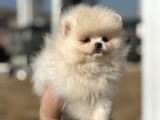 Yasal Ruhsatlı Çiftlikden Ziyarete Açık Pomeranian Yavrular