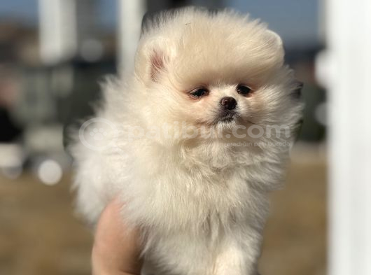 Yasal Ruhsatlı Çiftlikden Ziyarete Açık Pomeranian Yavrular görsel