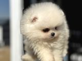 Yasal Ruhsatlı Çiftlikden Ziyarete Açık Pomeranian Yavrular