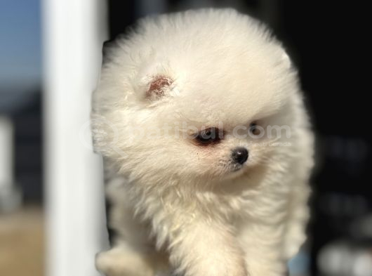 Yasal Ruhsatlı Çiftlikden Ziyarete Açık Pomeranian Yavrular görsel
