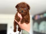 Türkiyenin En Nadir Tiny Kore Poodle Yavruları Ziyarete Açık