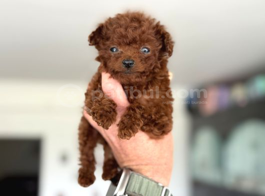 Türkiyenin En Nadir Tiny Kore Poodle Yavruları Ziyarete Açık görsel