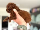 Türkiyenin En Nadir Tiny Kore Poodle Yavruları Ziyarete Açık
