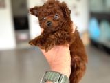 Türkiyenin En Nadir Tiny Kore Poodle Yavruları Ziyarete Açık