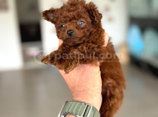 Türkiyenin En Nadir Tiny Kore Poodle Yavruları Ziyarete Açık görsel