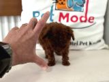 Türkiyenin En Nadir Tiny Kore Poodle Yavruları Ziyarete Açık